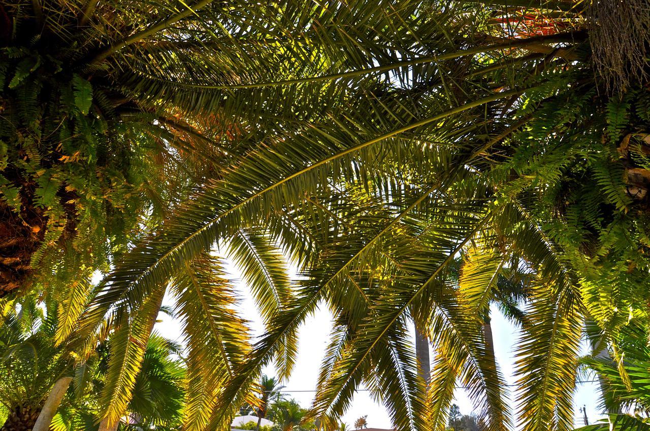 Twin Palms At Siesta Hotel Siesta Key Bagian luar foto